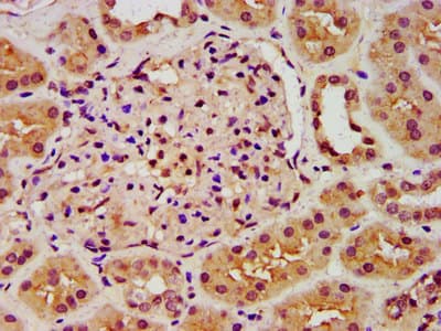 Polyclonal Rabbit anti-Human ANK3 / ANKYRIN-G Antibody (IHC, IF)