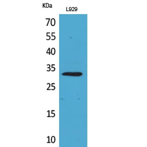 KLF13 Antibody