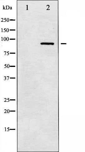 PRKCA / PKC-Alpha Antibody