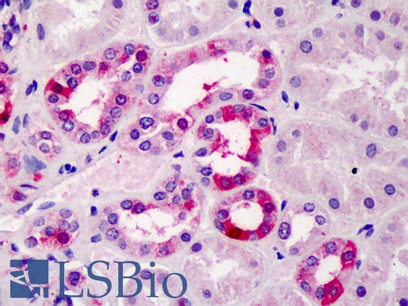 IHC-plus™ TFEC Antibody (aa217-228)
