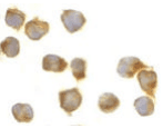CASP8 / Caspase 8 Antibody