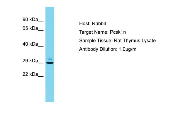 PCSK1N / PROSAAS Antibody (aa54-103)