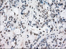 RAD9A / RAD9 Antibody (clone OTI7B11)