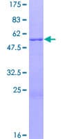Human ZNF434 Protein (Recombinant GST)