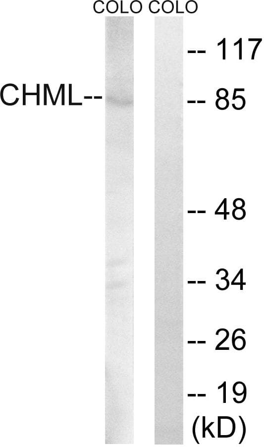 CHML Antibody