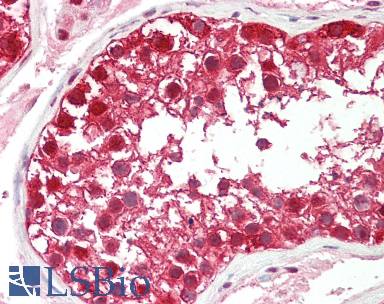 IHC-plus™ DDB1 Antibody (aa1128-1140)