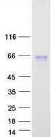 Human HCK Protein (Recombinant Myc-DDK (Flag))