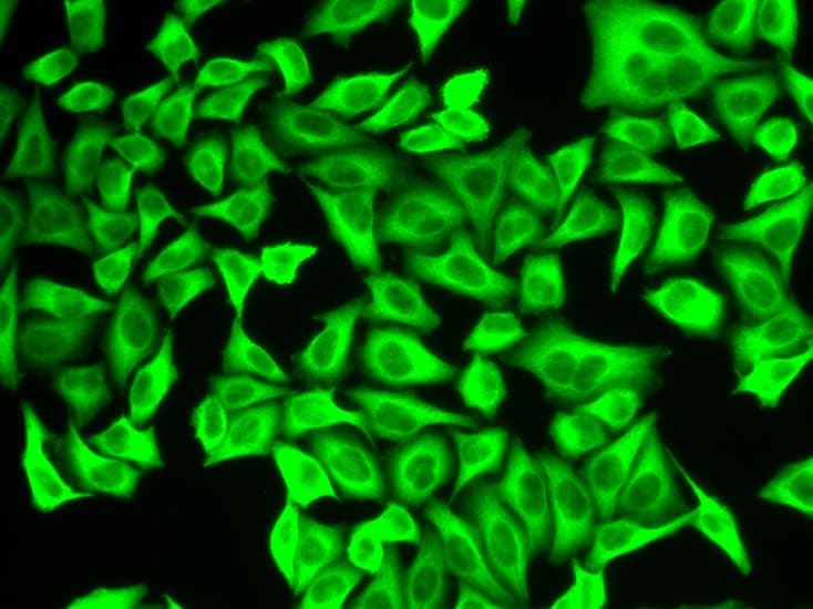 Polyclonal Rabbit anti-Human P5CDH / ALDH4A1 Antibody (IHC, IF, WB)