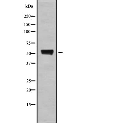 UBQLN4 Antibody