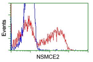 Monoclonal Mouse anti-Human MMS21 / NSMCE2 Antibody (clone OTI4A2, IF, WB)