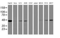 IDH1 / IDH Antibody (clone OTI3G9, Carrier-free)