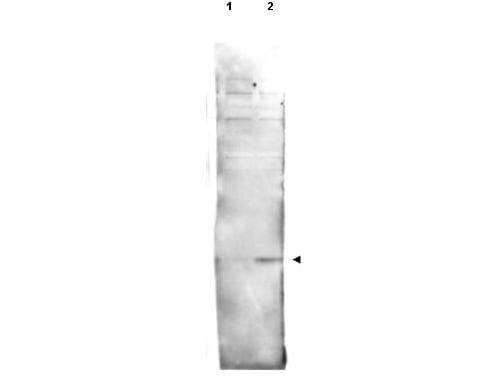 Polyclonal Rabbit anti-Drosophila melanogaster Histone H2AvD Antibody (phospho-Ser137, IHC, WB)