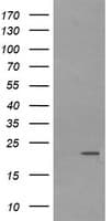 LZIC Antibody (clone OTI5F1)