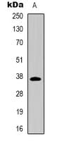 CD7 Antibody (Internal)
