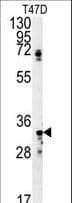 PathPlus™ Polyclonal Rabbit anti-Human SIAH2 Antibody (aa216-244, IHC, WB)