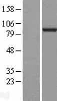 L3MBTL3 Protein (Over-Expression Lysate Myc-DDK (Flag))