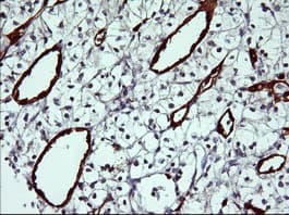 IHC-plus™ IDO1 / IDO Antibody (clone 4B11)