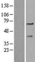 PEX3 Protein (Over-Expression Lysate Myc-DDK (Flag))