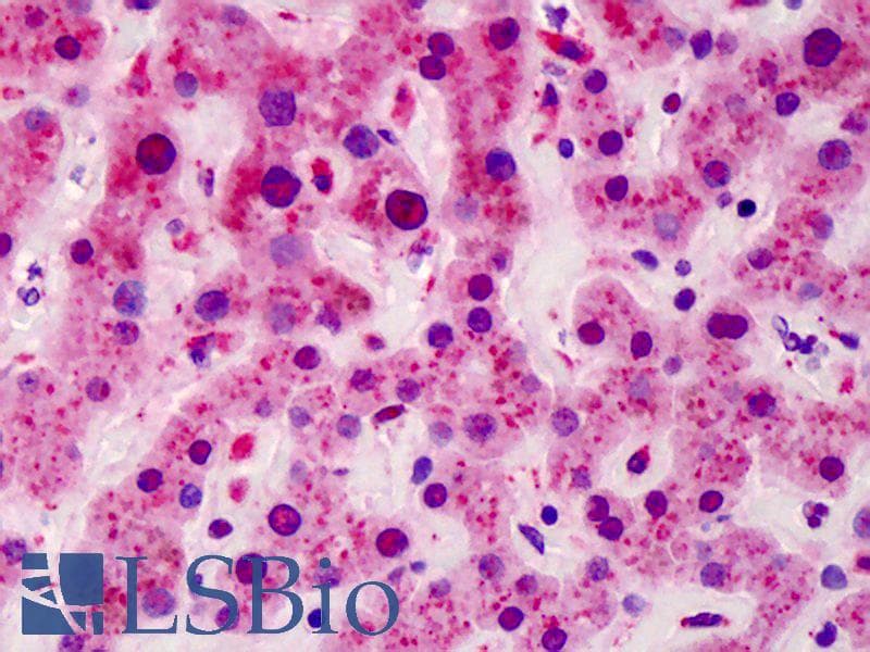IHC-plus™ MED4 Antibody