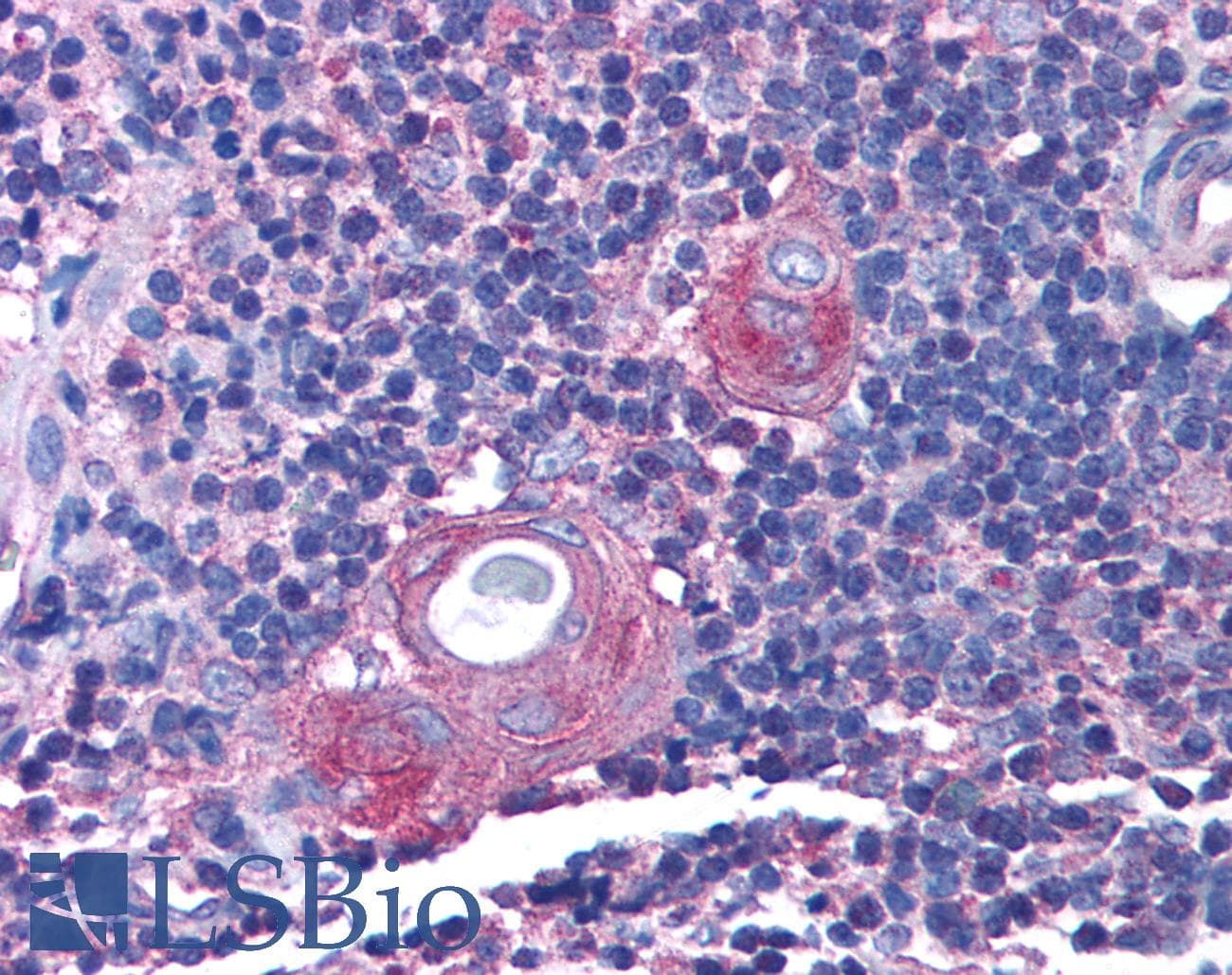 RAB14 Antibody (C-Terminus)