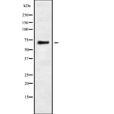 ARHGAP25 Antibody