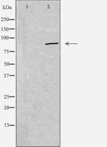 CDH19 / Cadherin 19 Antibody
