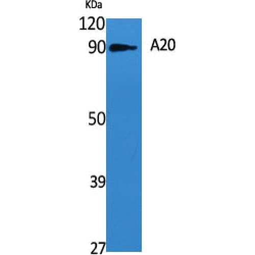 Polyclonal Rabbit anti-Human TNFAIP3 / A20 Antibody (290-370 aa, Internal, IF, WB)