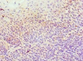 CD275 / B7-H2 / ICOS Ligand Antibody (aa19-256)