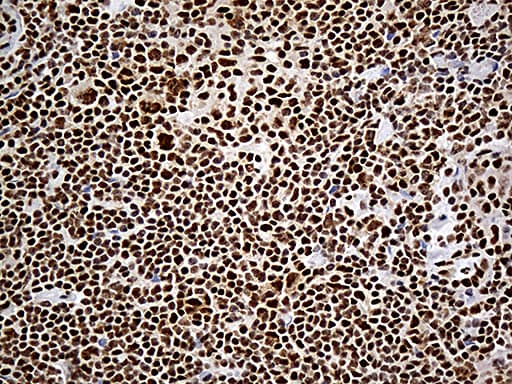 DDX39B / UAP56 Antibody (aa319-428, clone OTI2F11)