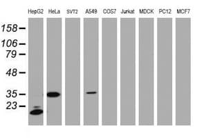 Monoclonal Mouse anti-Human JUN / c-Jun Antibody (clone OTI2A7, WB)