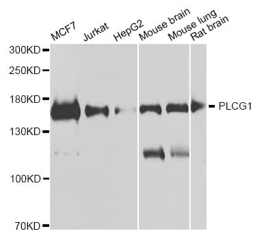 PLCG1 Antibody