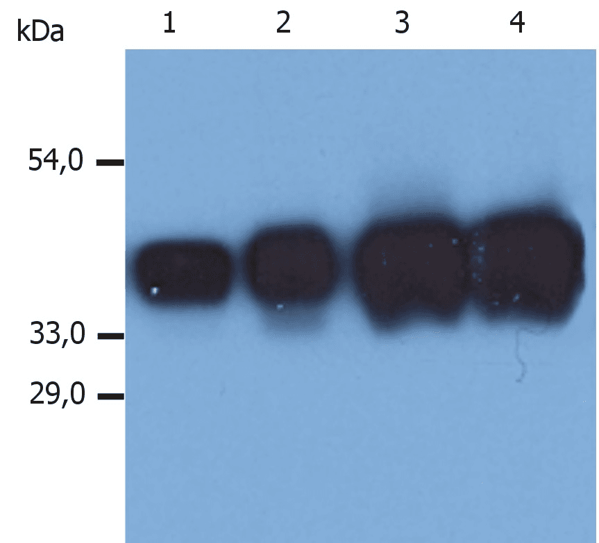 PathPlus™ KRT19 / CK19 / Cytokeratin 19 Antibody (clone A53-B/A2)