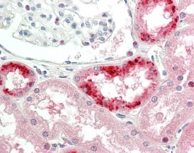 Polyclonal Rabbit anti-Human TNFSF9 / CD137L Antibody (aa160-209, IHC, WB)