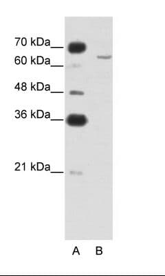 CPEB2 Antibody (aa543-592)