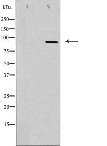 CDK11B / CDC2L1 Antibody