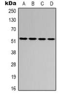 ATF2 Antibody (Internal)