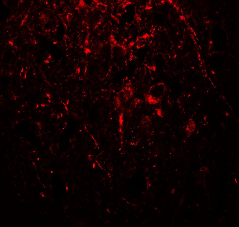 IHC-plus™ TUBA1A / Tubulin Alpha 1a Antibody