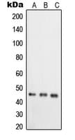 TNFRSF19L / RELT Antibody (C-Terminus)