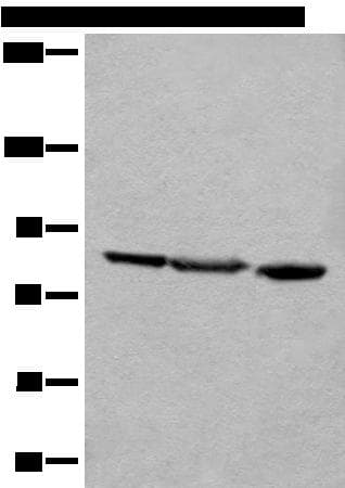 TAGAP Antibody