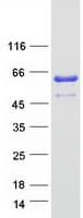 Human ZPR1 / ZNF259 Protein (Recombinant Myc-DDK (Flag))