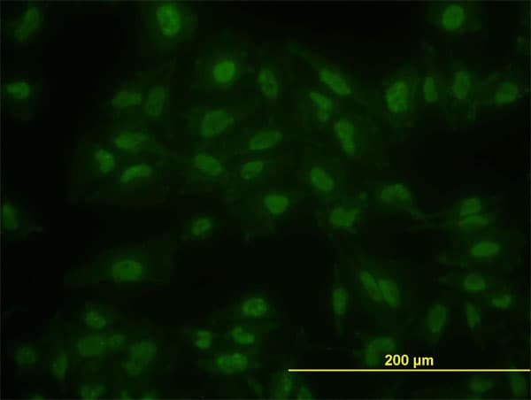 KLF11 Antibody (clone 8F4)