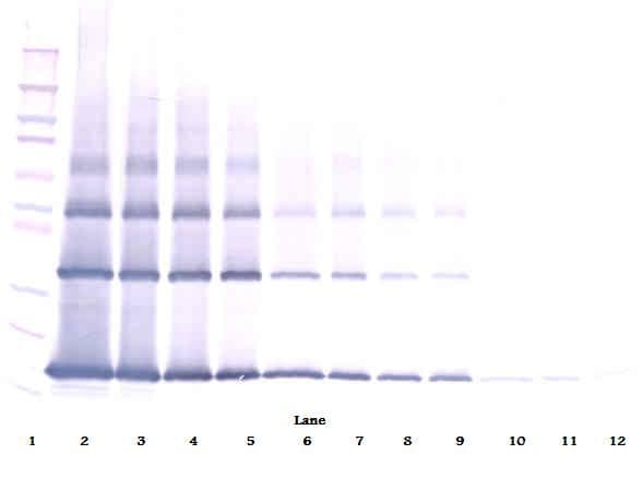 PathPlus™ FGF2 / Basic FGF Antibody