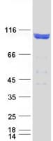 Human APBB1 / FE65 Protein (Recombinant Myc-DDK (Flag))