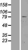 ZNF225 Protein (Over-Expression Lysate Myc-DDK (Flag))