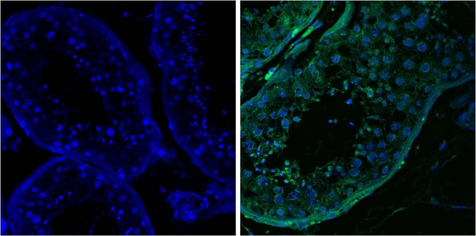 DDX4 / VASA Antibody (clone 2F9H5)