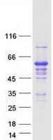 Human IFRD2 Protein (Recombinant Myc-DDK (Flag))