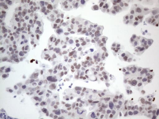 GATA3 Antibody (aa155-443, clone OTI5C11, Carrier-free)