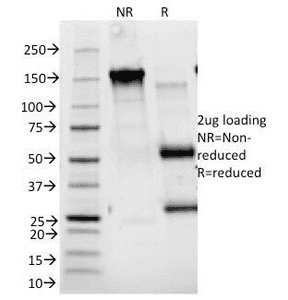 IL2RA / CD25 Antibody (clone 143-13, Azide-free, BSA-free)