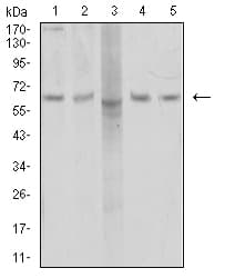AP50 / AP2M1 Antibody (clone 4F1B2)