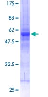 Human PTPN9 / MEG2 Protein (Recombinant GST)